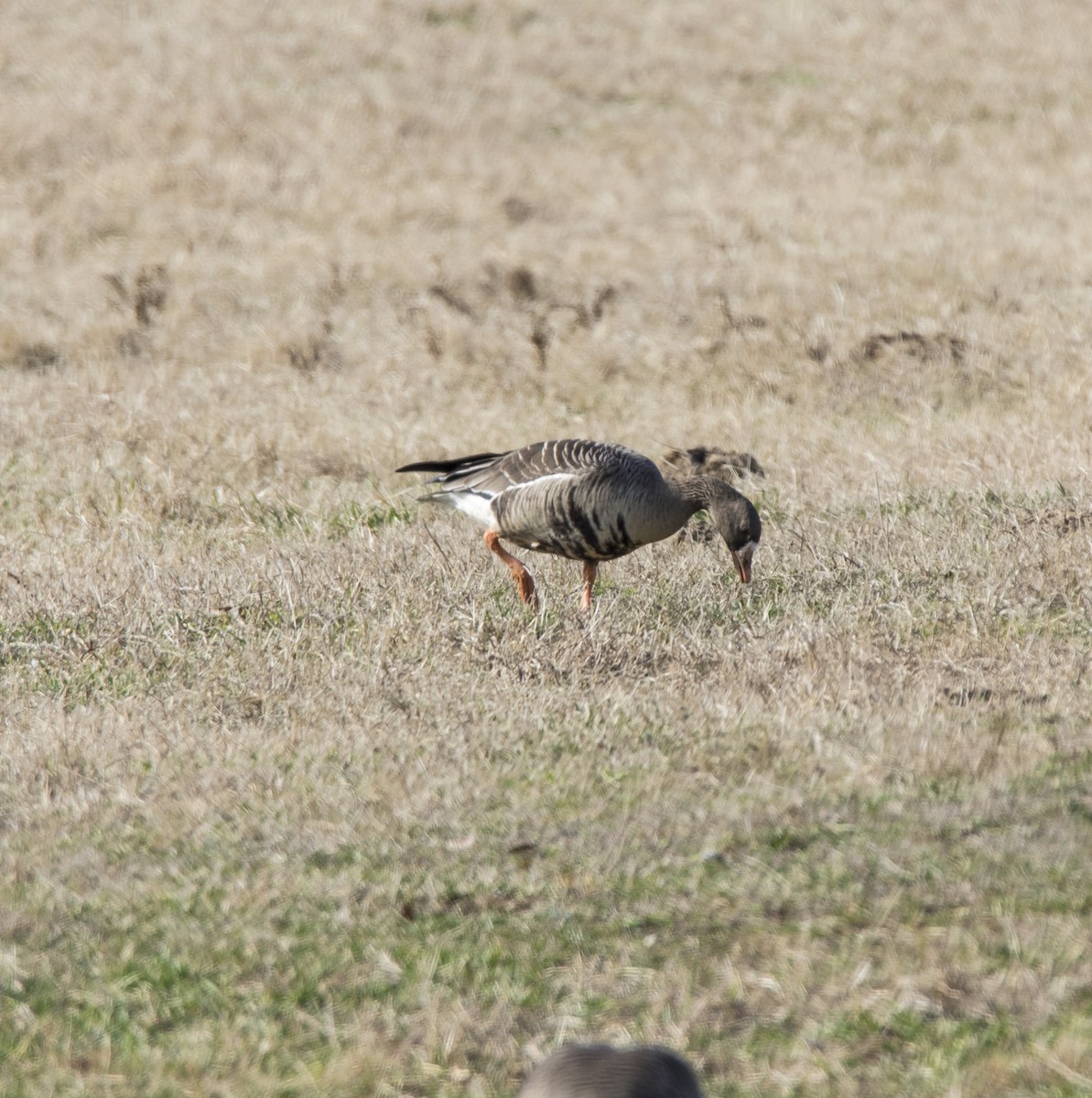 Greater White-fronted Goose - ML195622291