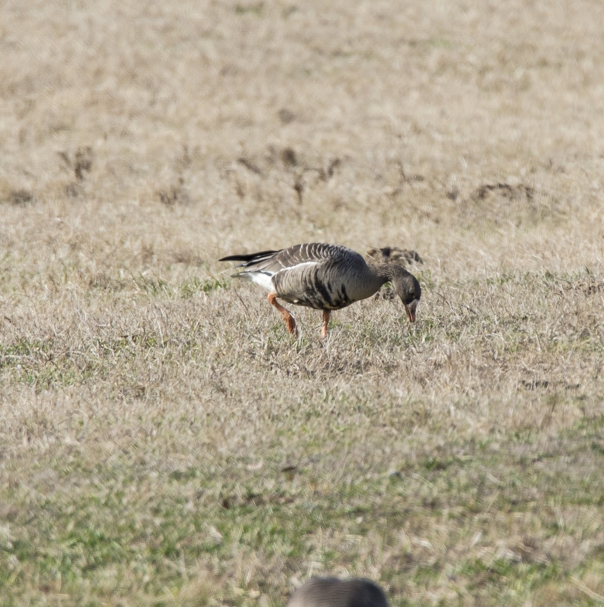 Blässgans - ML195622291