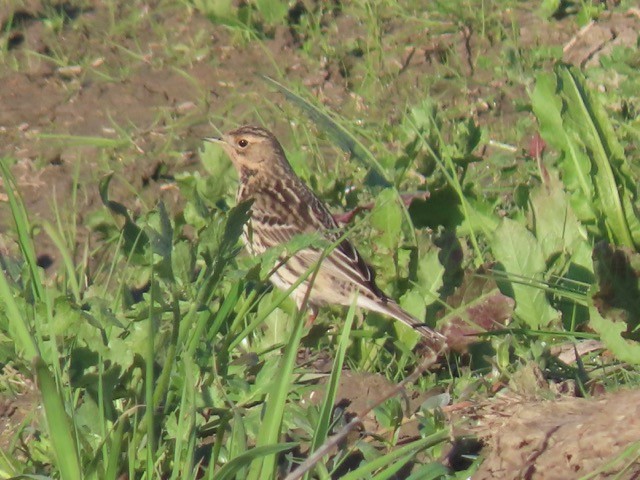 Red-throated Pipit - ML195623221