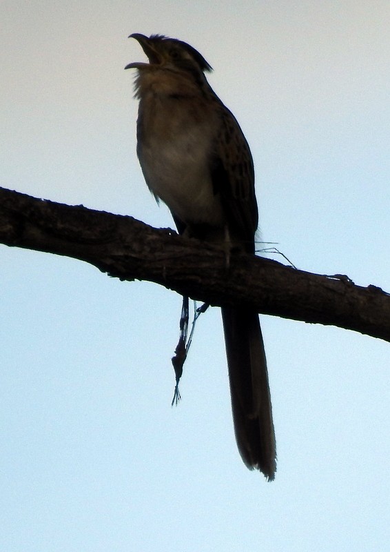 Striped Cuckoo - Bill Fox