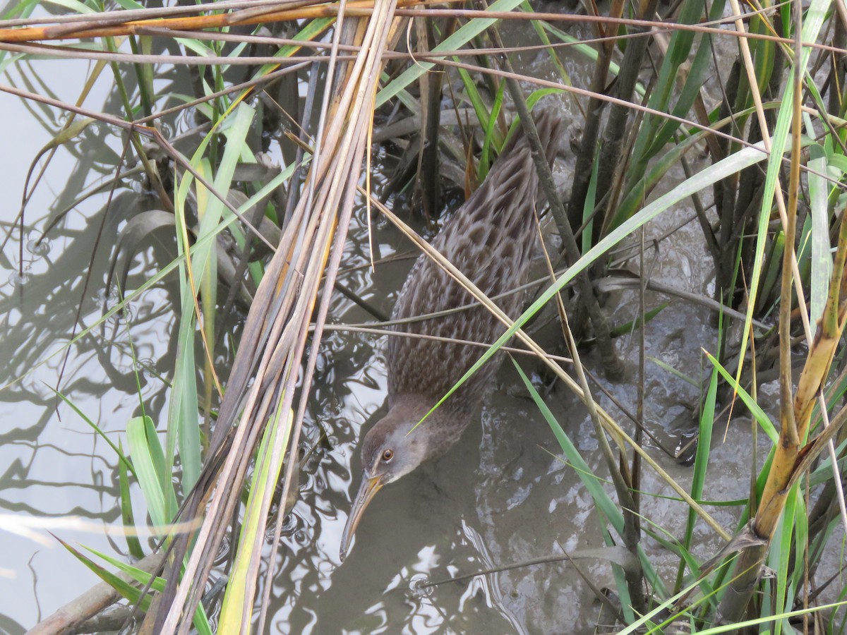 Clapper Rail - ML195625541