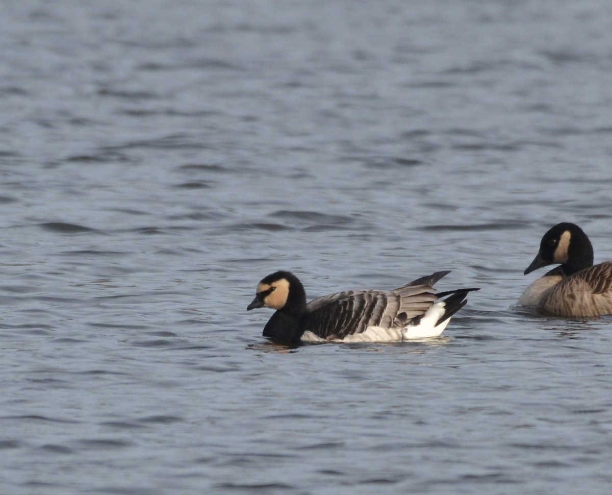 Barnacle Goose - Peter Paul