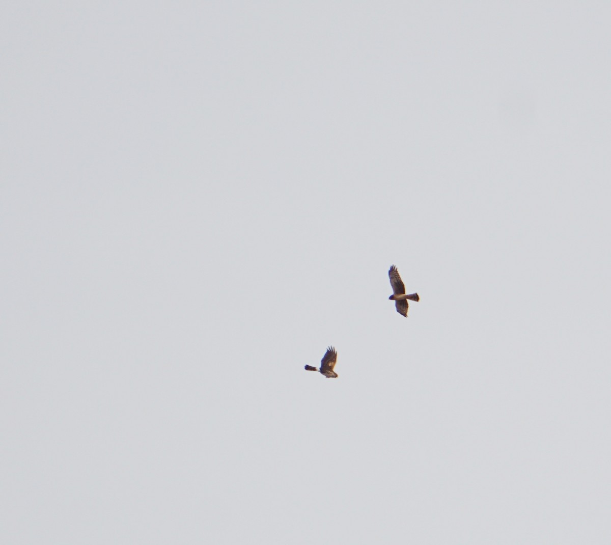 Northern Harrier - ML195627541
