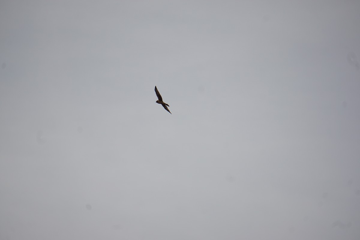 Northern Harrier - ML195627581