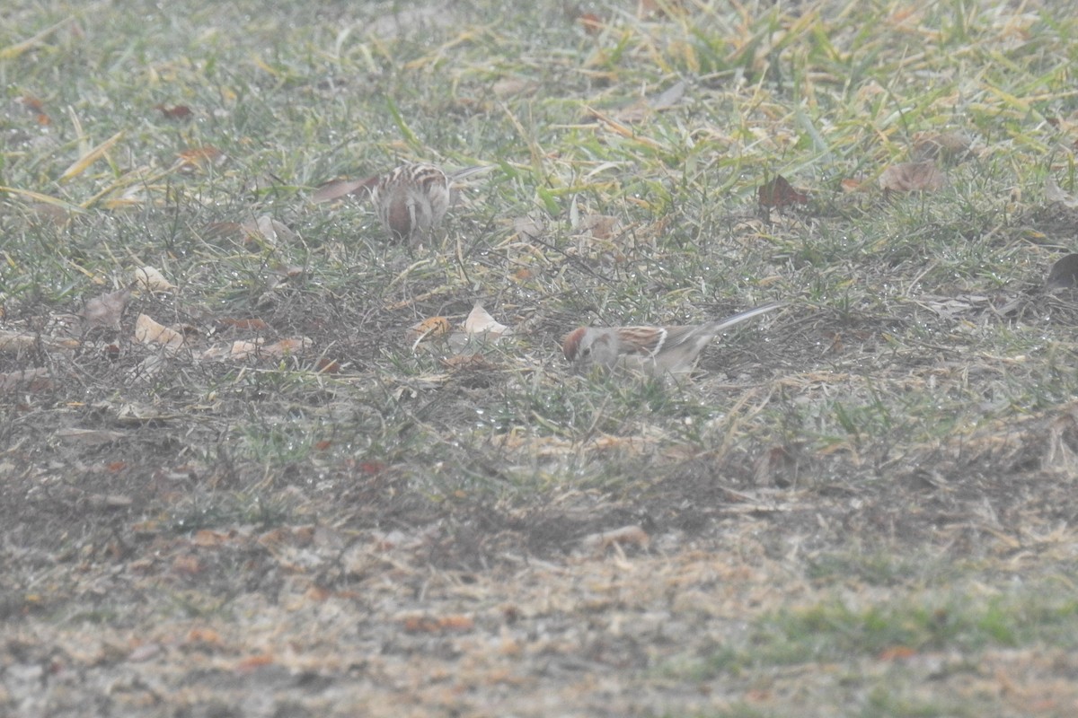 American Tree Sparrow - ML195628471