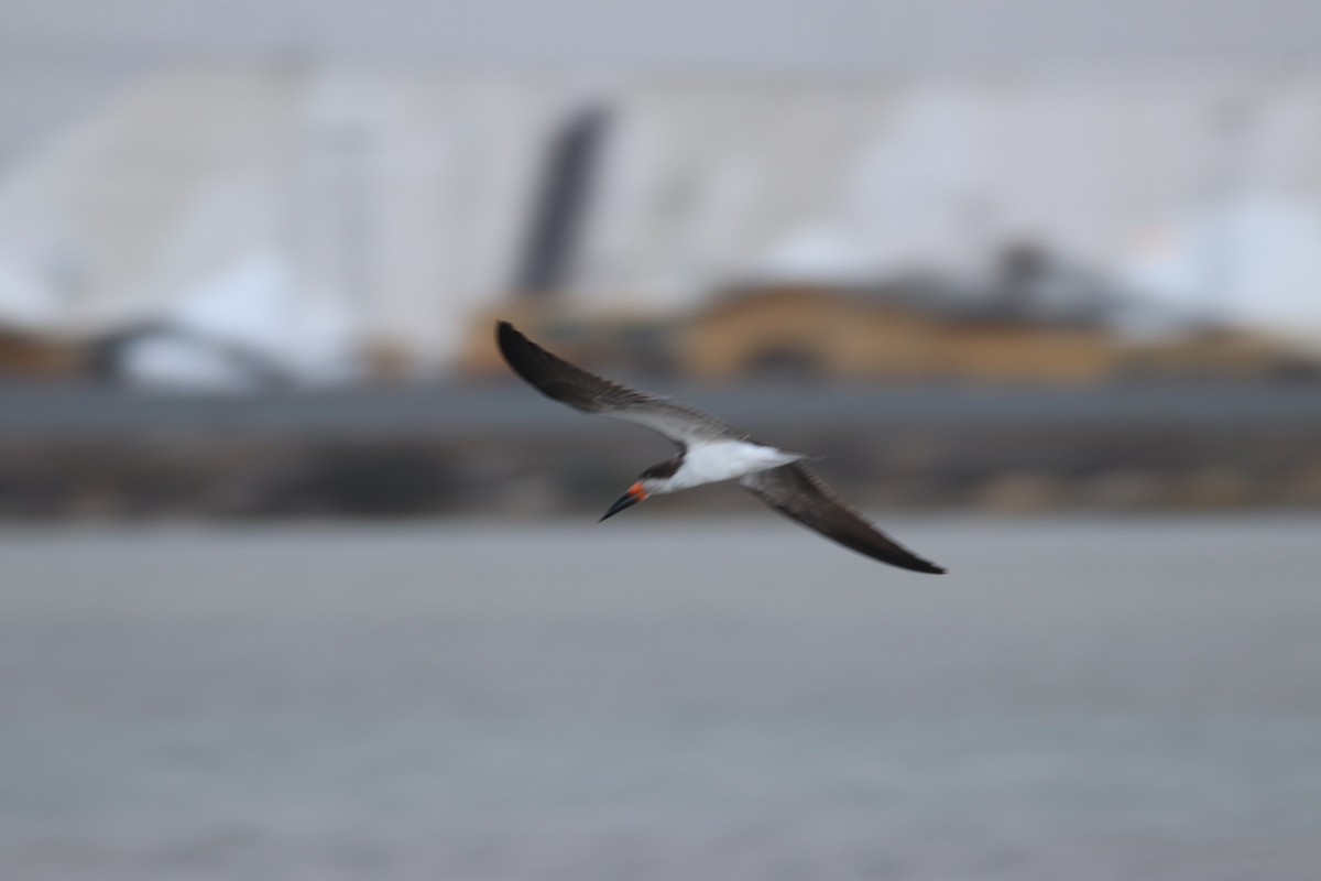 Black Skimmer - ML195628611