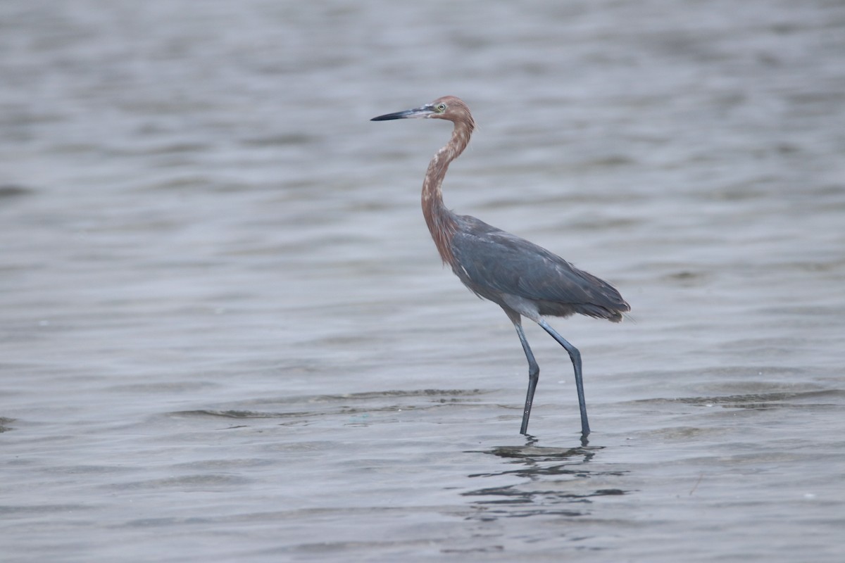 Reddish Egret - ML195628881