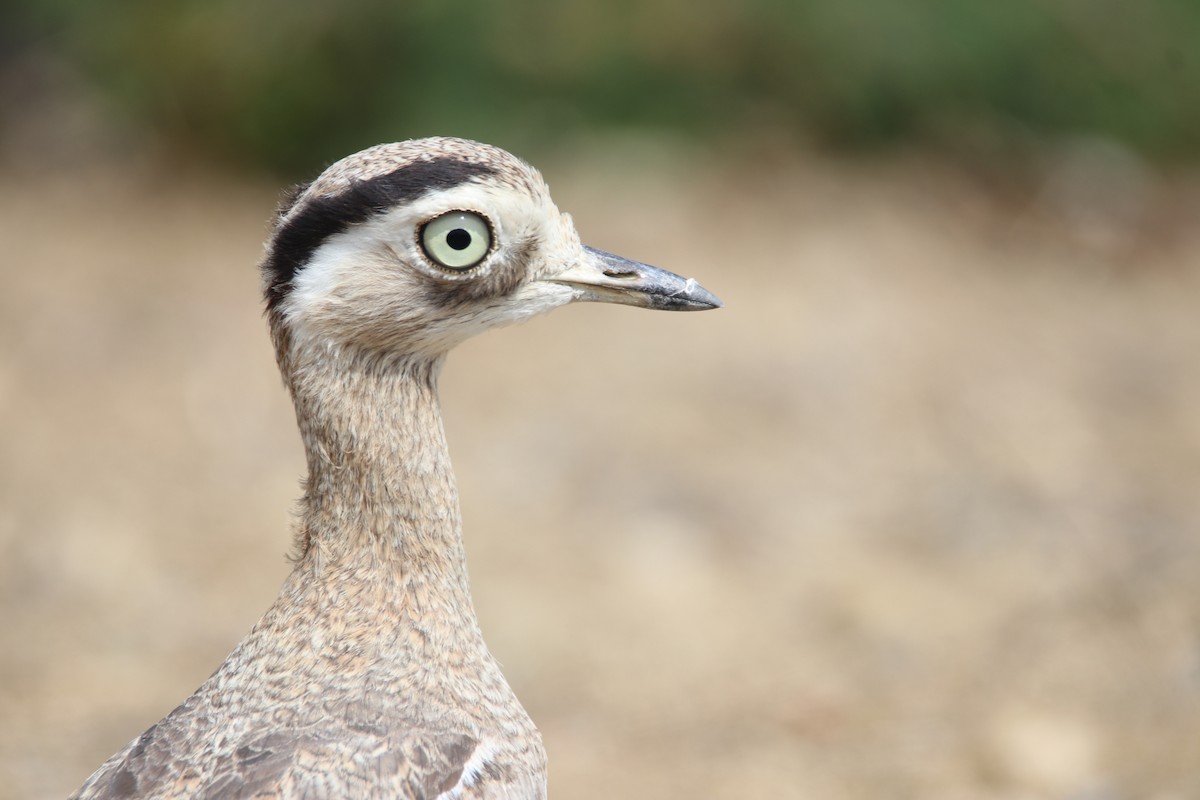 Peruvian Thick-knee - ML195629901