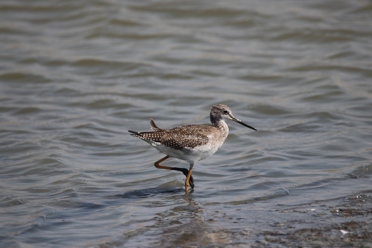 Greater Yellowlegs - ML195630481