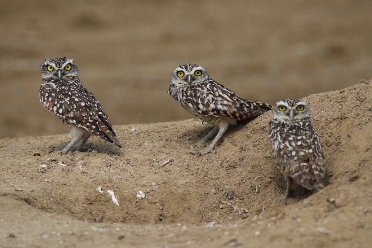 Burrowing Owl - ML195630641