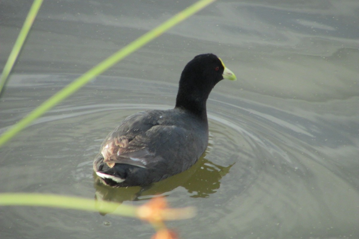 White-winged Coot - ML195631081