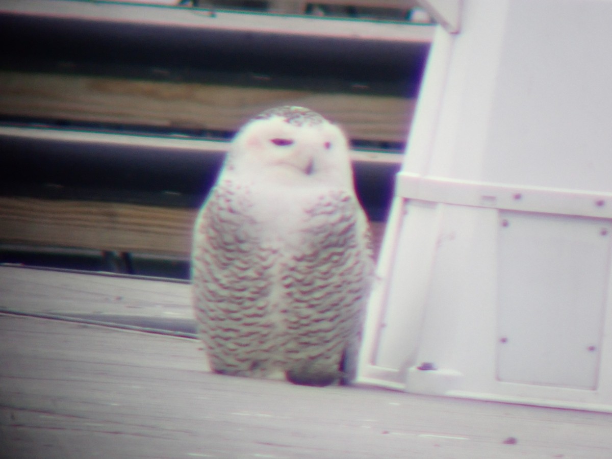 Snowy Owl - Matt Nusstein