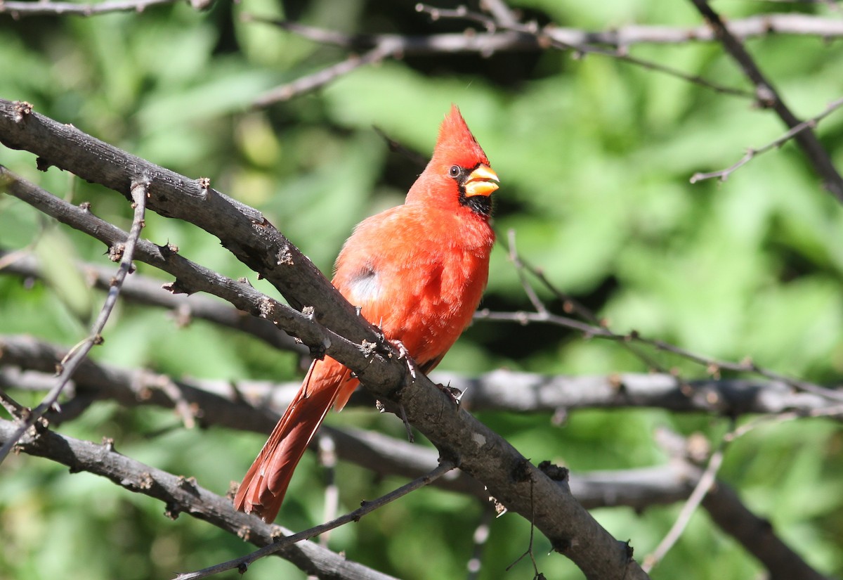 Cardinal rouge - ML195633391