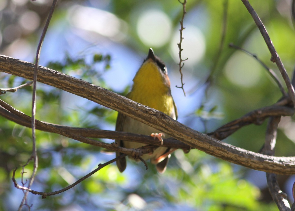 Rufous-capped Warbler - ML195633631