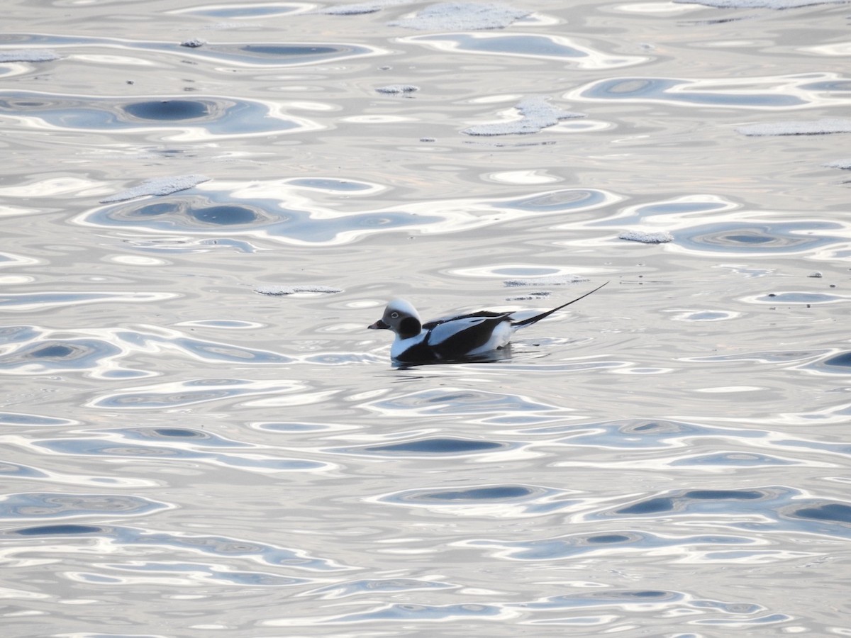 Long-tailed Duck - ML195635691