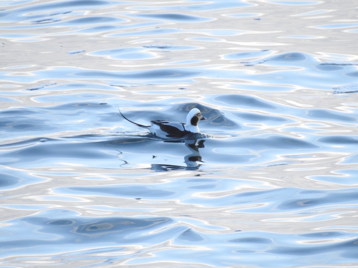 Long-tailed Duck - ML195635711