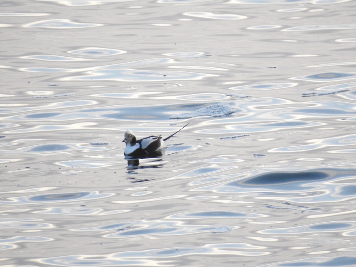 Long-tailed Duck - ML195635731