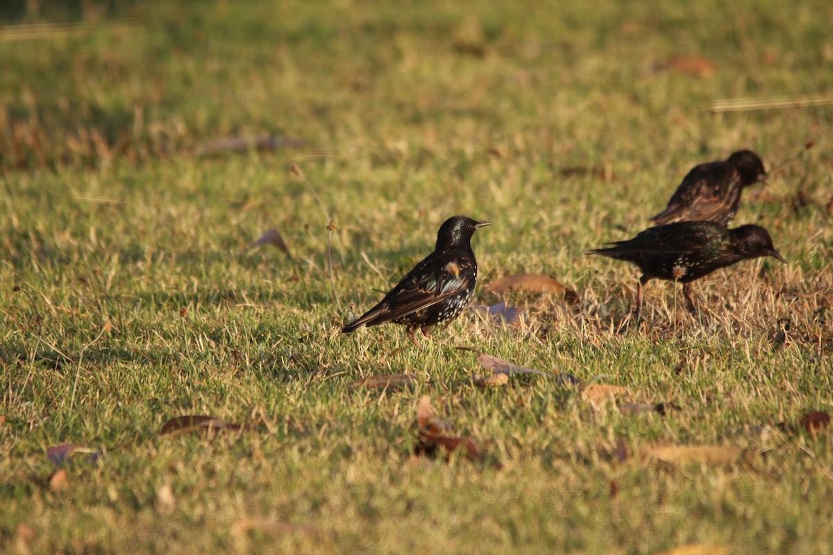 European Starling - ML195637691