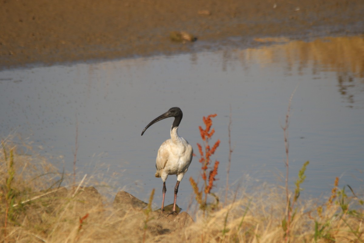Australian Ibis - ML195638951