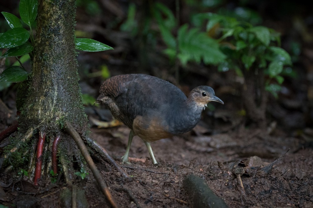 tinama žlutonohá (ssp. noctivagus) - ML195639921