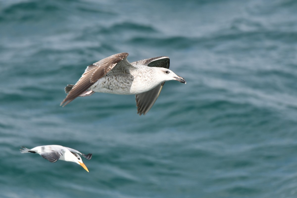 Great Black-backed Gull - ML195643531