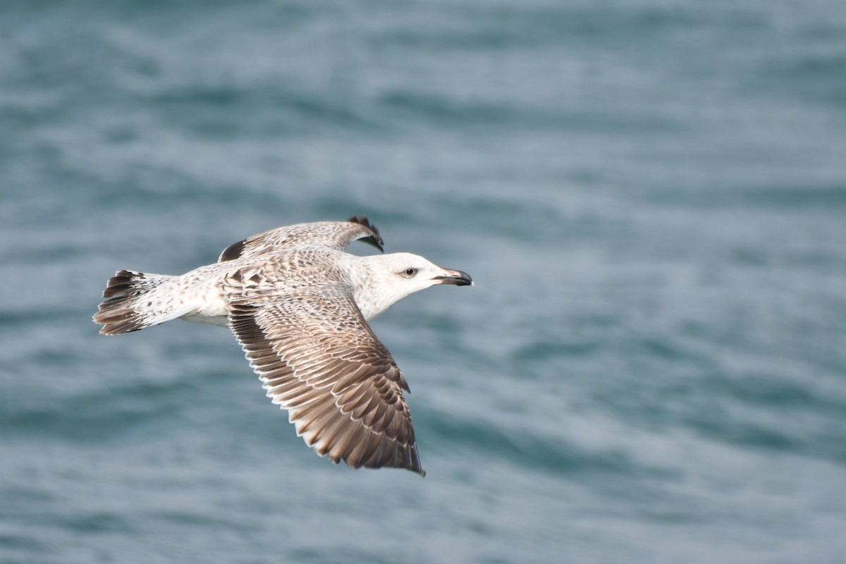 Great Black-backed Gull - ML195643541