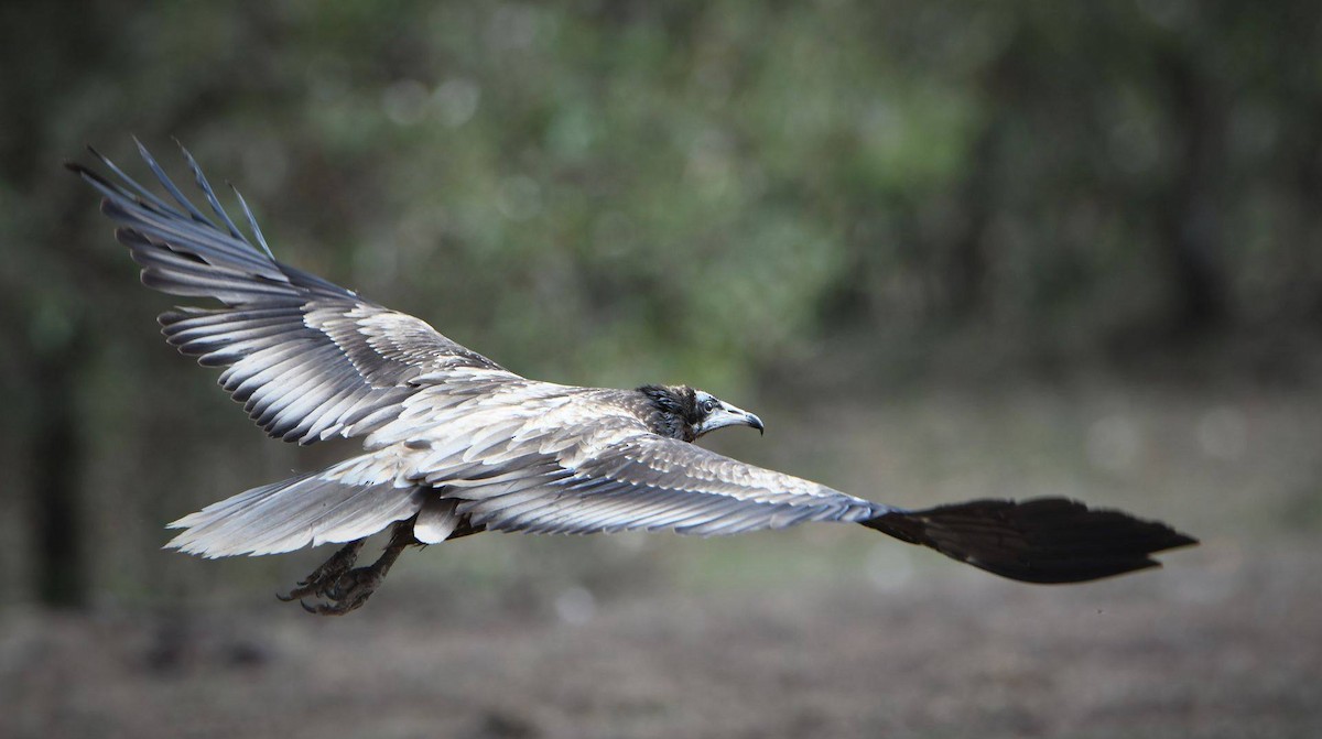 Egyptian Vulture - Stratton Hatfield