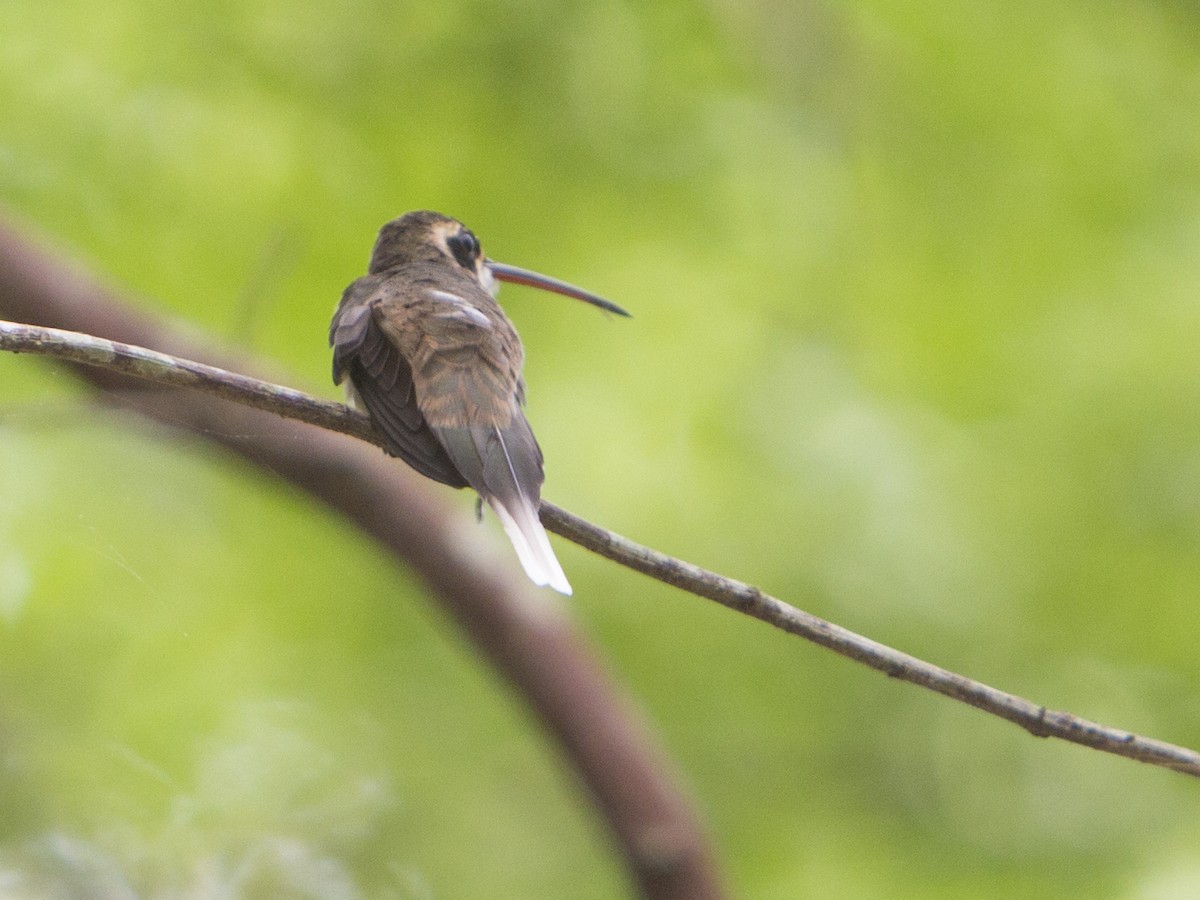 Pale-bellied Hermit - ML195644061