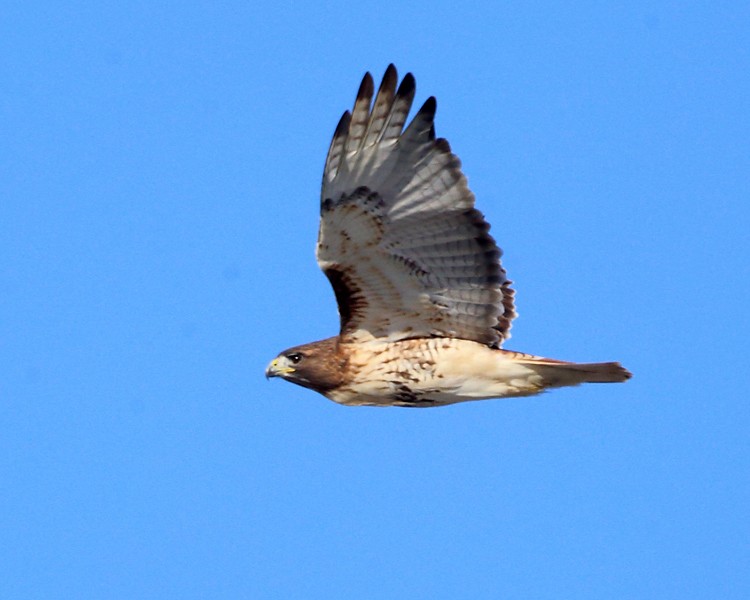 Red-tailed Hawk - ML195647161