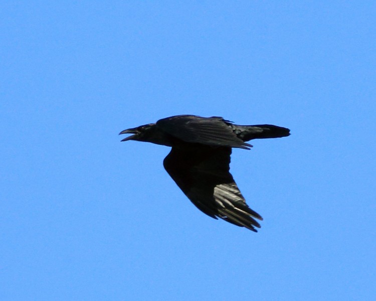 Common Raven - ML195647241