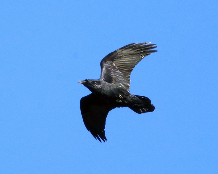 Common Raven - ML195647261