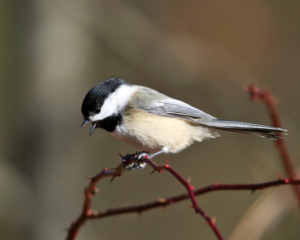 Black-capped Chickadee - Tom Murray