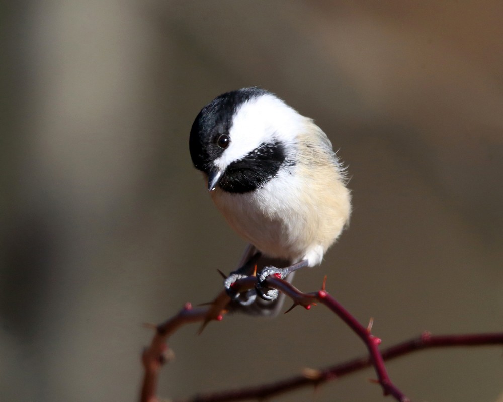 Black-capped Chickadee - ML195647401