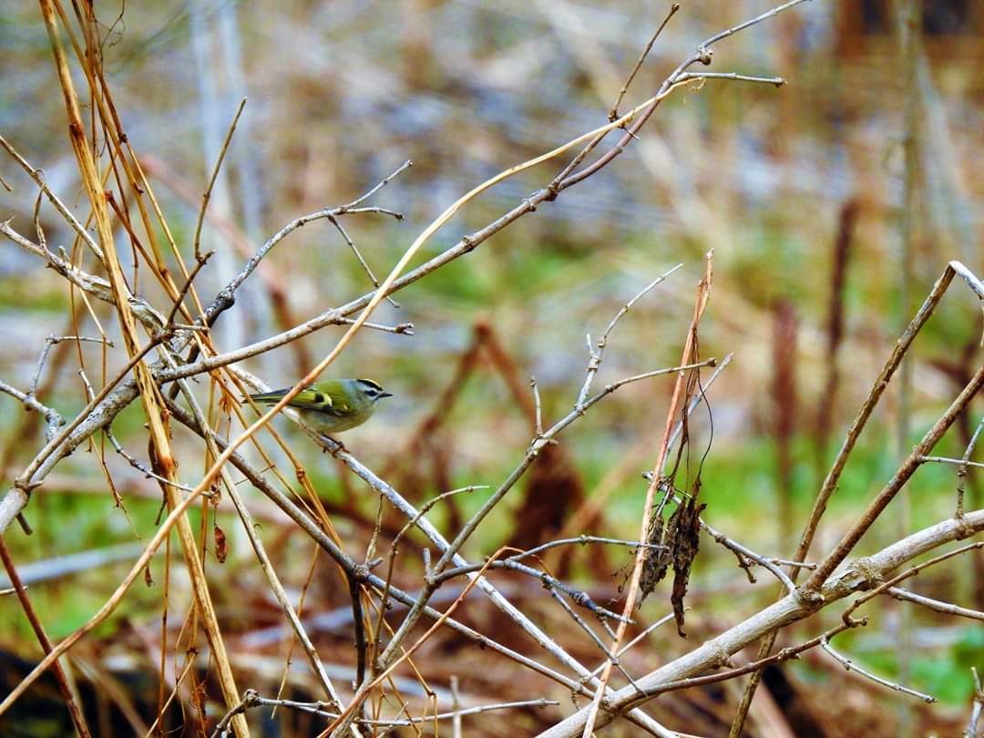 Roitelet à couronne dorée - ML195647471