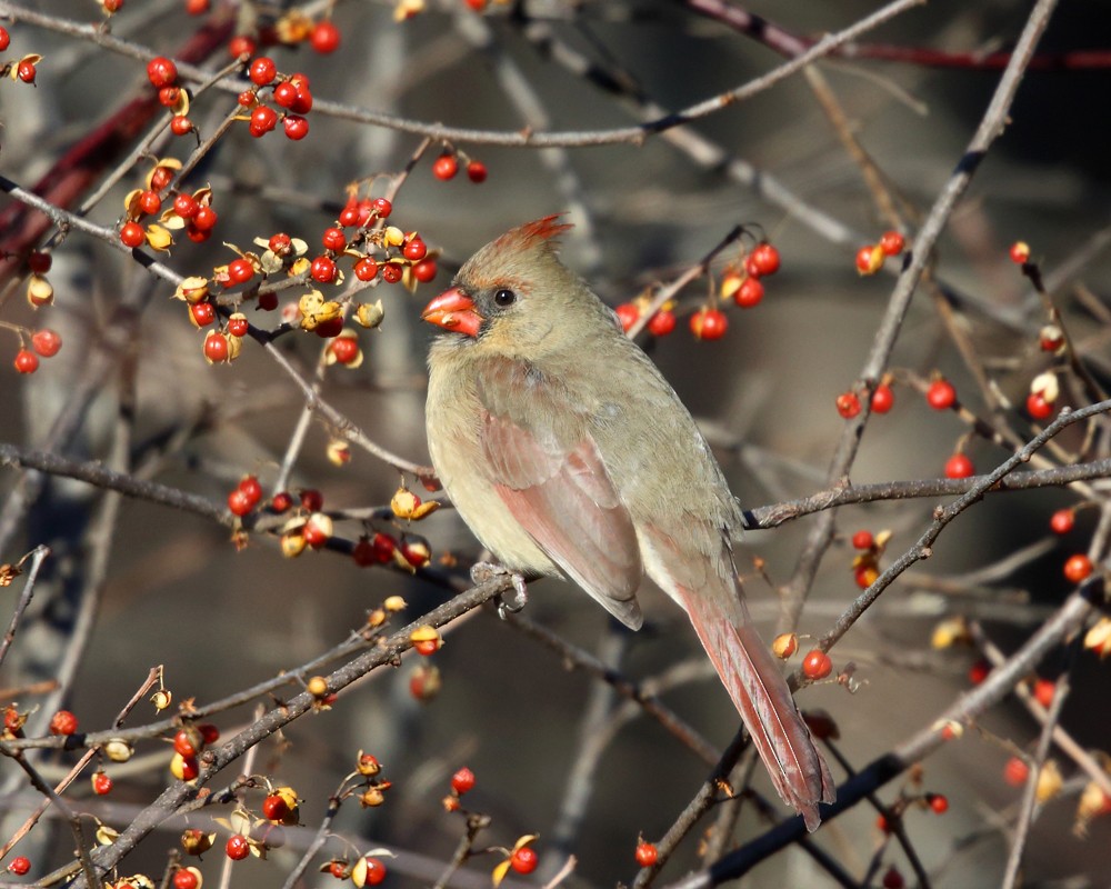 Northern Cardinal - ML195647661