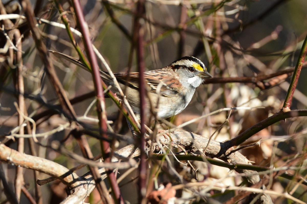 White-throated Sparrow - ML195648431