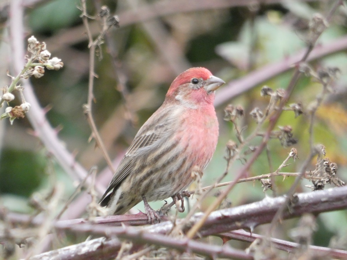 House Finch - Ben Davis