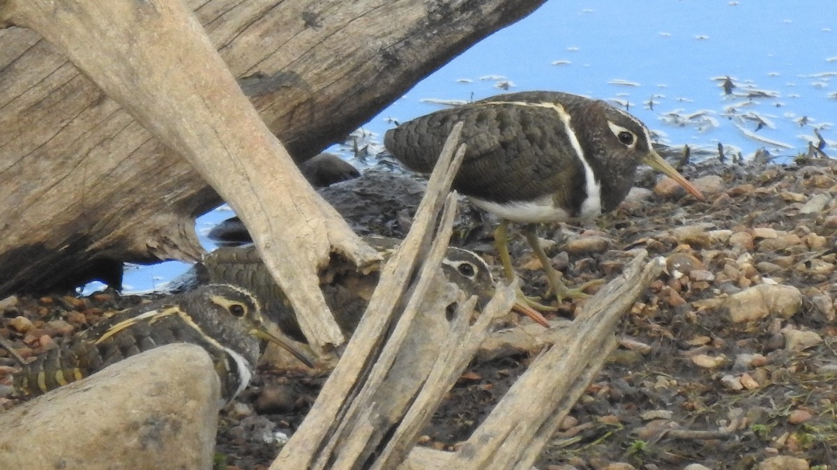 Australian Painted-Snipe - ML195652441