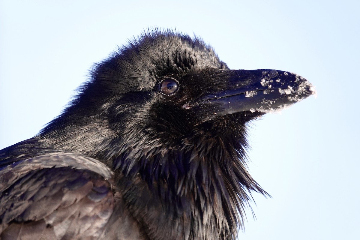 Common Raven - ML195653581