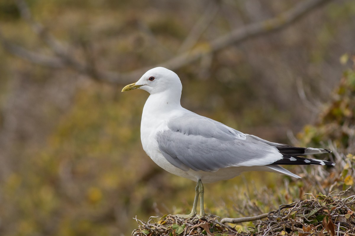 Common Gull - ML195654021