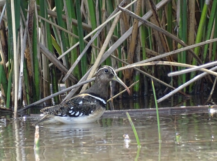 South American Painted-Snipe - ML195654041