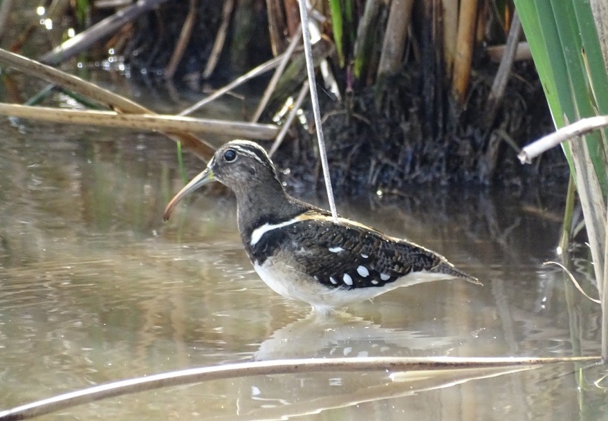 South American Painted-Snipe - ML195654051