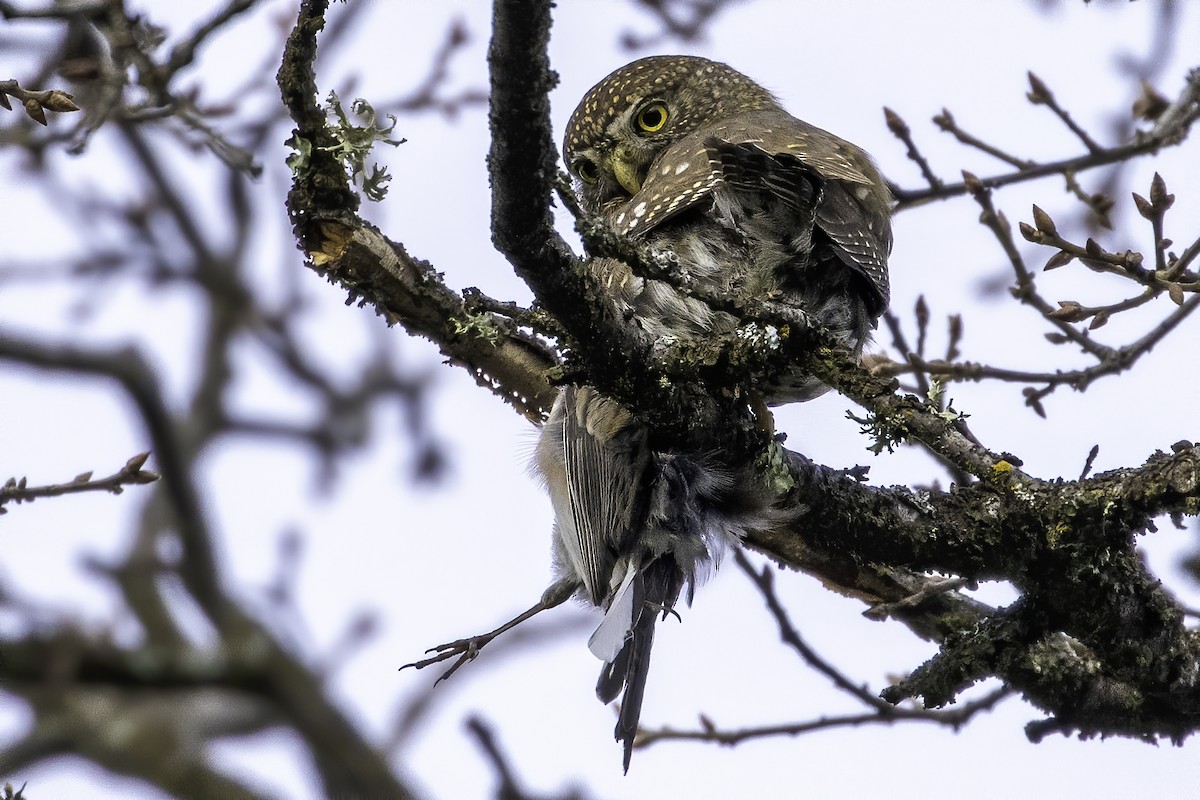 Northern Pygmy-Owl - ML195656481