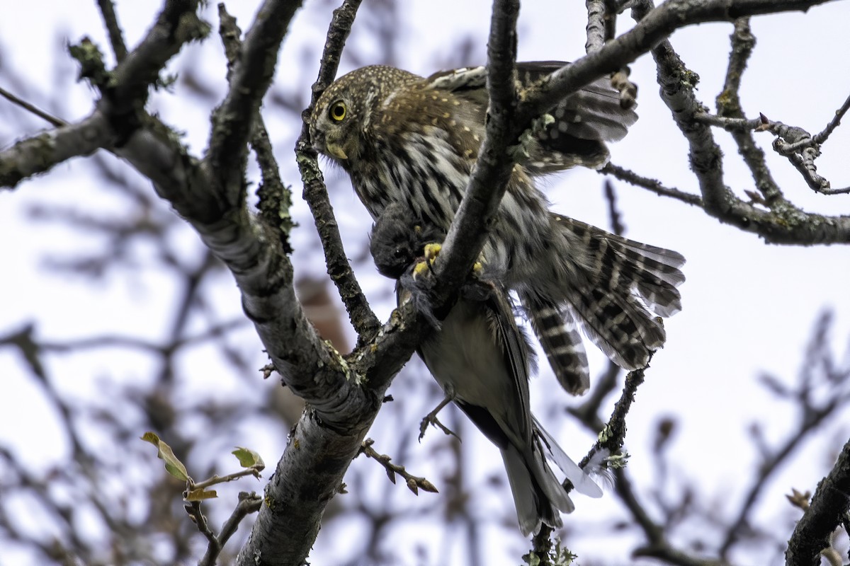 Northern Pygmy-Owl - ML195656491