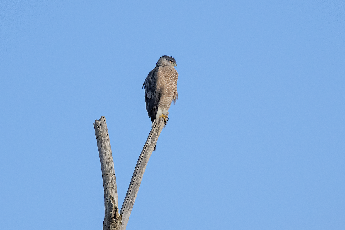 Cooper's Hawk - ML195657511