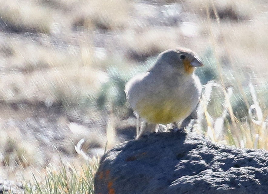 Patagonian Yellow-Finch - ML195658051