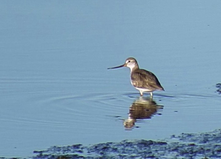 Terek Sandpiper - ML195659431