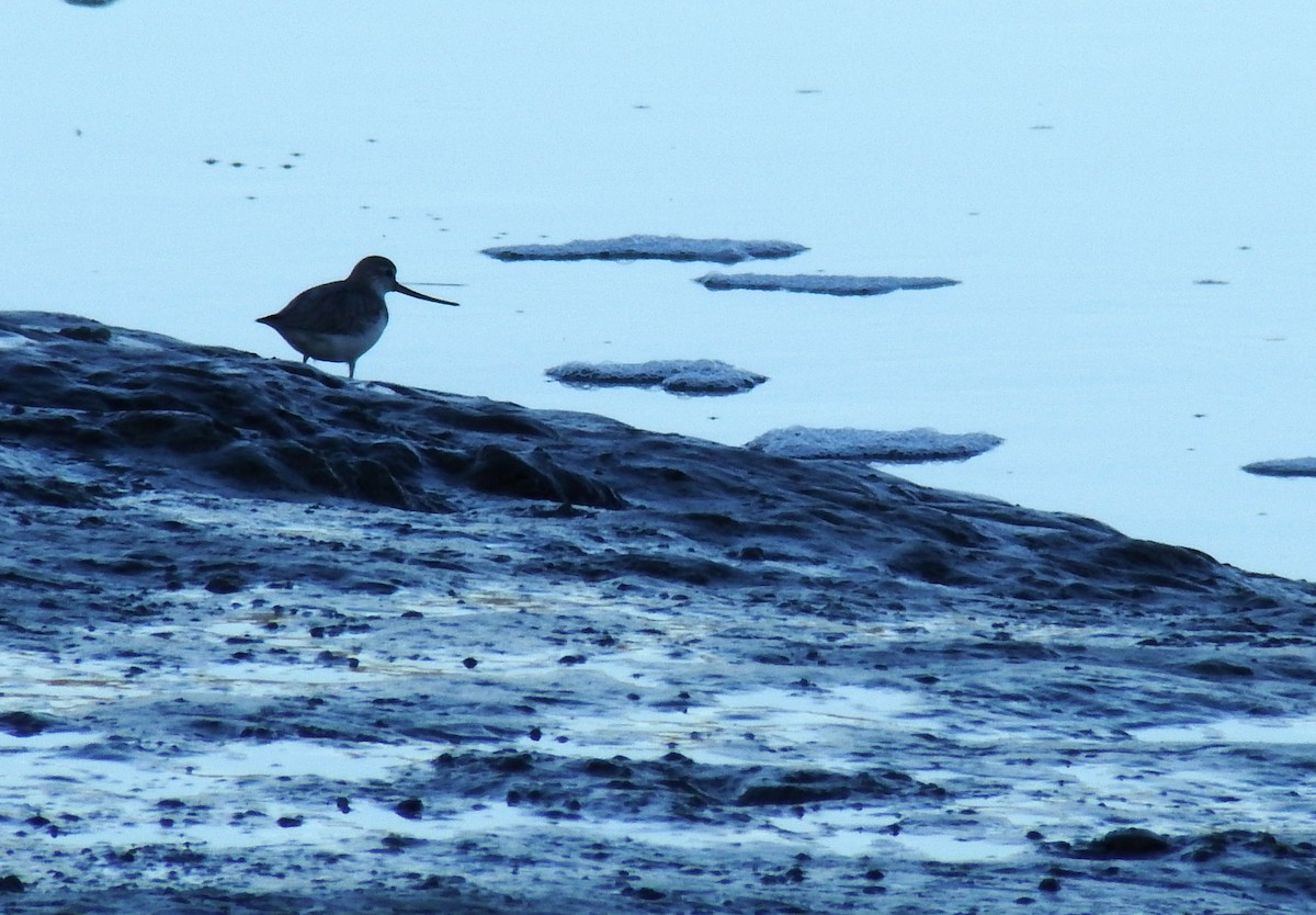 Terek Sandpiper - ML195659441