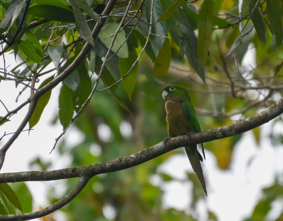 Olive-throated Parakeet (Jamaican) - ML195659571