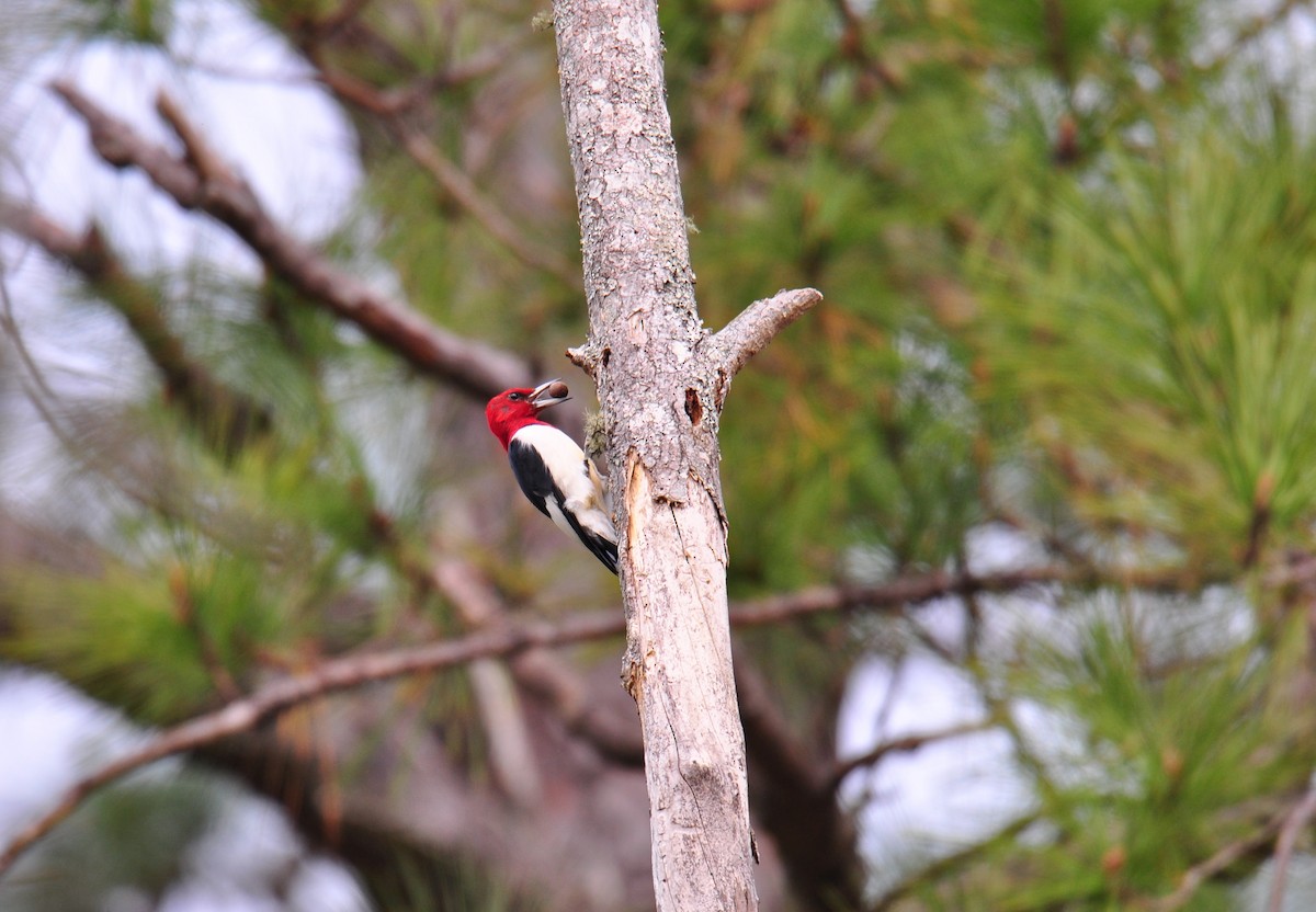 Pic à tête rouge - ML195661431